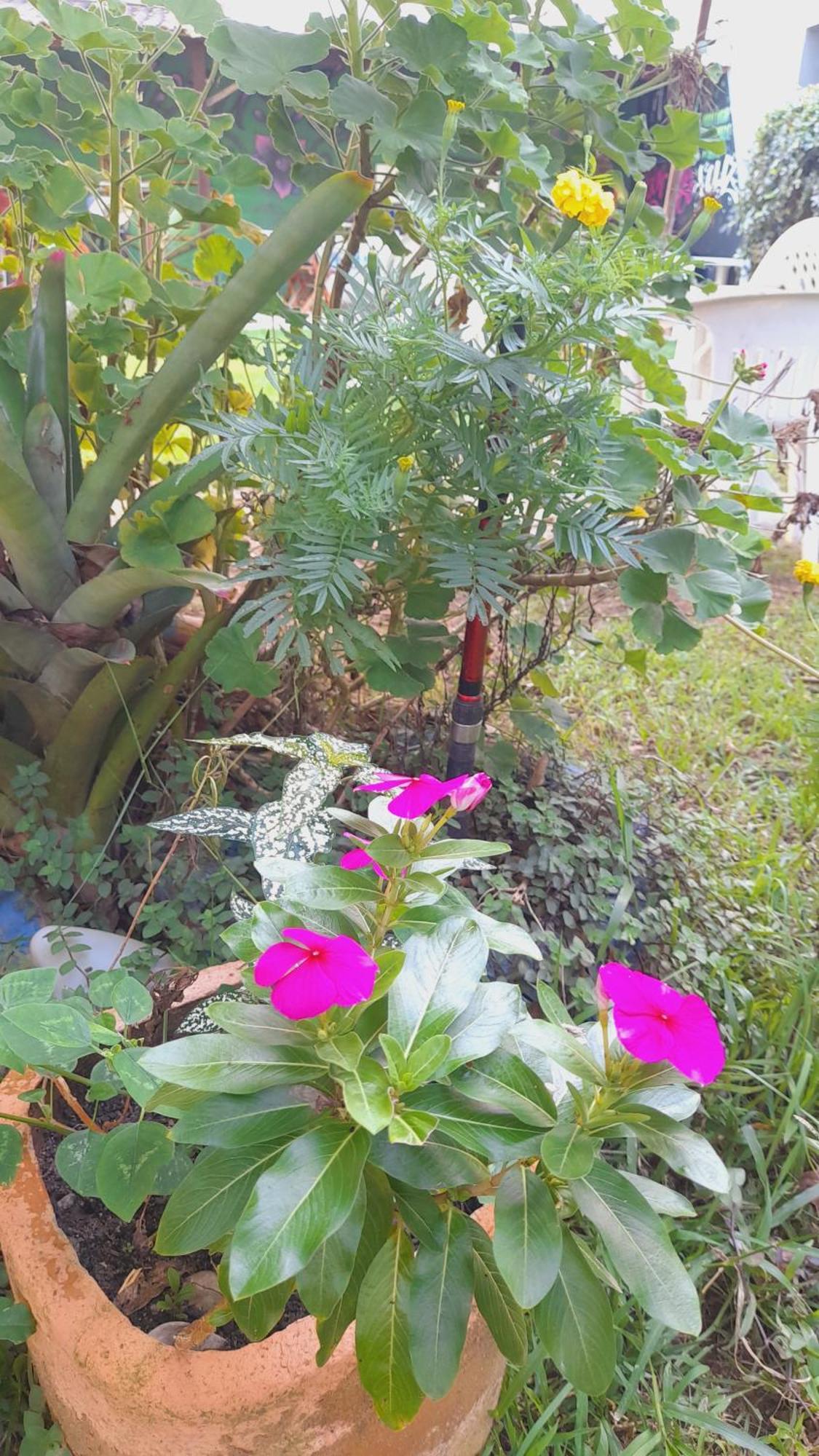 Pousada Flora Buzios Eksteriør bilde